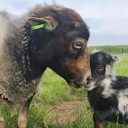 Vakantieboerderij Huize Nuis * Noordbeemster