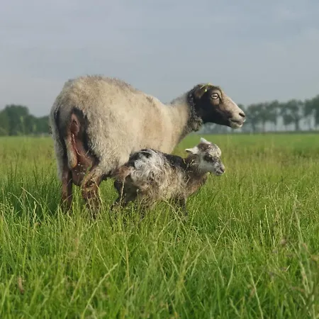 Lägenhet Vakantieboerderij Huize Nuis *