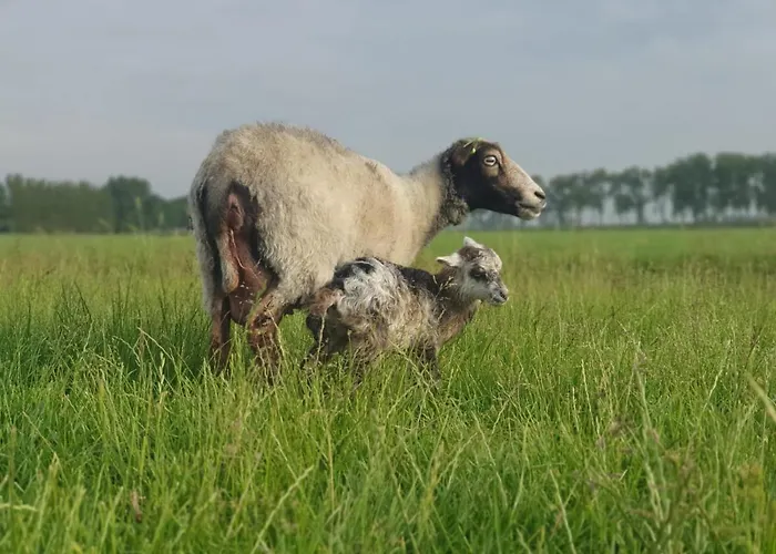 Lägenhet Vakantieboerderij Huize Nuis *