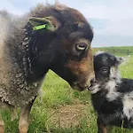 Vakantieboerderij Huize Nuis * Noordbeemster