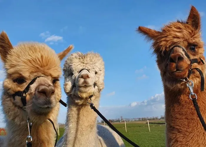 Appartement Vakantieboerderij Huize Nuis Noordbeemster